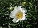 La Fiancée peony photo