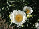 La Fiancée peony photo