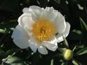 La Fiancée peony photo
