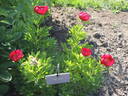 Obovata peony photo