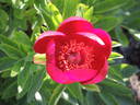 Obovata peony photo