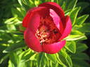 Obovata peony photo