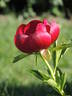 Obovata peony photo
