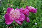 Ursyn Niemcewicz peony photo