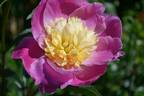 Władysława peony photo