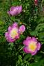 Władysława peony photo