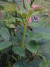 14 William Lobb OP 01 rose photo
