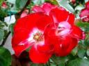 Patrick Poivre d'Arvor rose photo