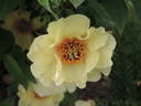 Amber Moon peony photo