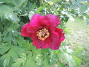 Boreas peony photo