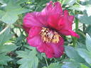 Boreas peony photo
