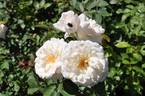Carefree Bouquet rose photo