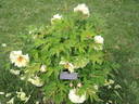 Arcadia peony photo