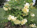 Arcadia peony photo