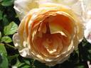 Jean Galbraith rose photo