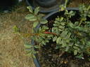 0-47-19DLFED X 1-72-1Hugonis rose photo