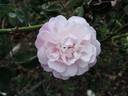 Aline Rozey rose photo