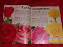 Futura rose photo