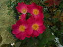 APMCXSG rose photo