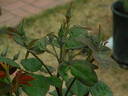 APMCXSG rose photo