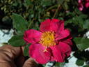 APMCXSG rose photo