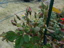 APMCXSG rose photo