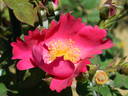 APMCXSG rose photo