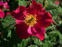 APMCXSG rose photo