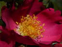 APMCXSG rose photo