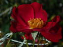 APMCXSG rose photo