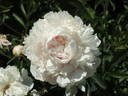 Albert Crousse peony photo