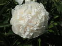 Albert Crousse peony photo