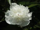Alice Crousse peony photo
