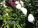 Ann Cousins peony photo