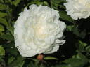 Ann Cousins peony photo