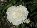 Ann Cousins peony photo