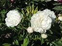 Ann Cousins peony photo