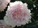 Clemenceau peony photo