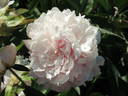 Clemenceau peony photo