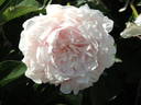 Clemenceau peony photo