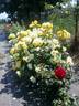 Stuttgardia rose photo