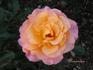 Alexandra ® rose photo