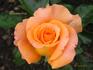 Alexandra ® rose photo