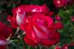 Brandenburg Gate ™ rose photo