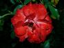 Farandole ® rose photo