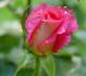 Alter Ego rose photo