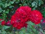 Accent rose photo