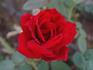 Legend rose photo