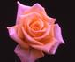 Dreamland rose photo