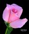 Cupid's Charm rose photo